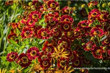 Sonnenbraut 'Königstiger' 1 Liter Topf