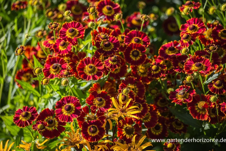 Sonnenbraut 'Königstiger' 1 Liter Topf