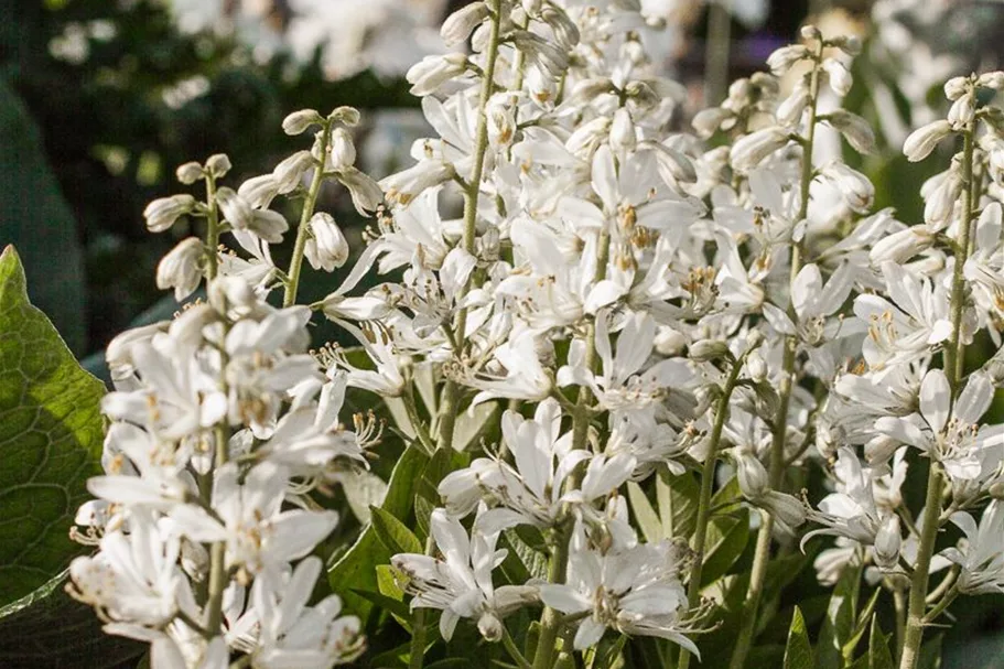 Weißblühender Diptam 'Albiflorus' 1 Liter Topf