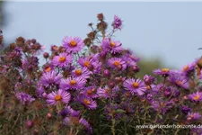 Raublatt-Aster 'Herbstflieder' 9 x 9 cm Topf 0,5 Liter