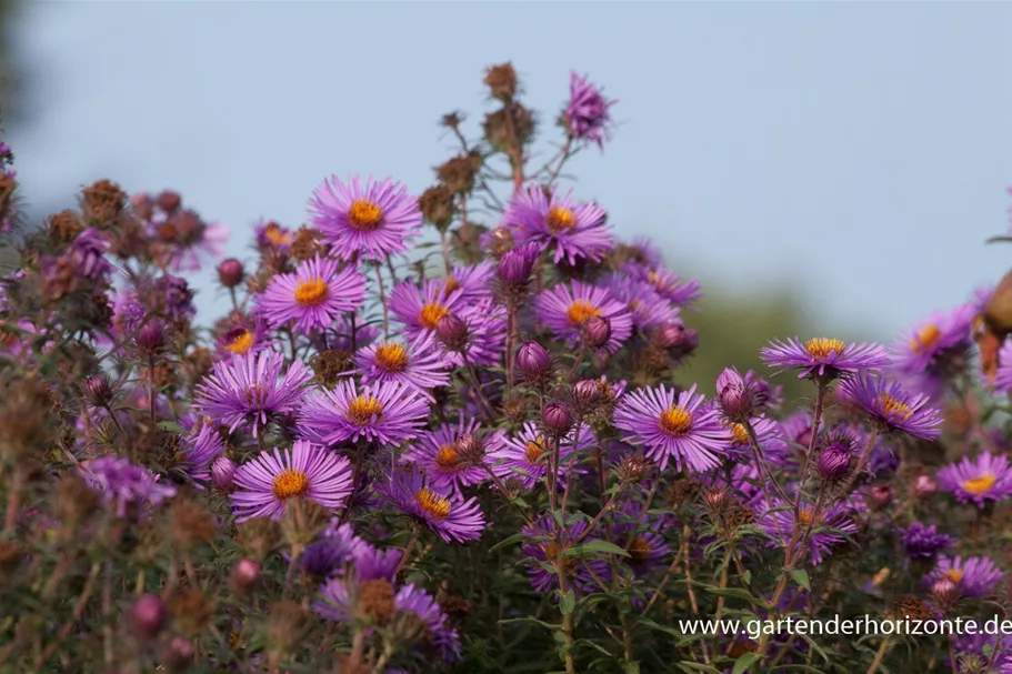 Raublatt-Aster 'Herbstflieder' 9 x 9 cm Topf 0,5 Liter