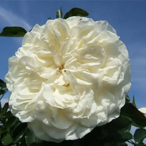 Strauchrosen 'White Meidiland'®