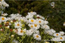 Raublatt-Aster 'Herbstschnee' 9 x 9 cm Topf 0,5 Liter