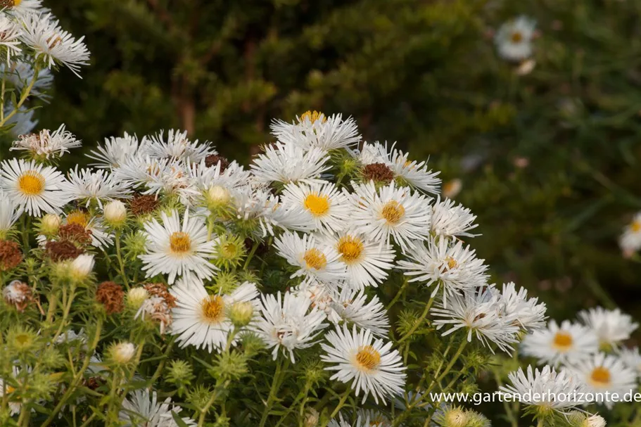 Raublatt-Aster 'Herbstschnee' 9 x 9 cm Topf 0,5 Liter