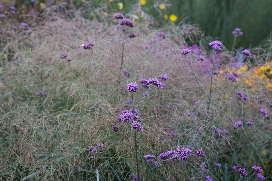 Ruten-Hirse 'Prairie Sky' 1 Liter Topf