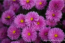 Kissen-Aster 'Peter Harrison' 9 x 9 cm Topf 0,5 Liter