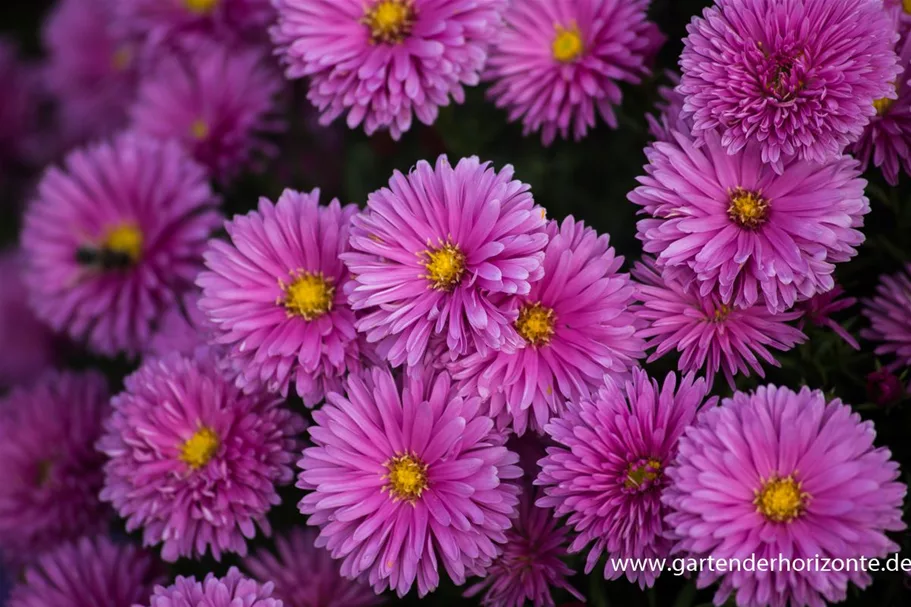 Kissen-Aster 'Peter Harrison' 9 x 9 cm Topf 0,5 Liter