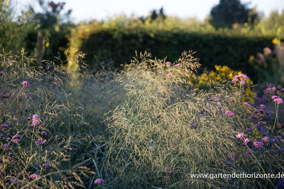 Ruten-Hirse 'Prairie Sky' 1 Liter Topf