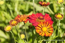 Sonnenbraut 'Kupferzwerg' 1 Liter Topf