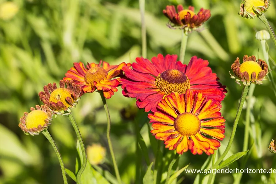 Sonnenbraut 'Kupferzwerg' 1 Liter Topf