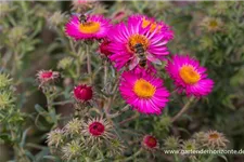 Raublatt-Aster 'Lachsglut' 9 x 9 cm Topf 0,5 Liter