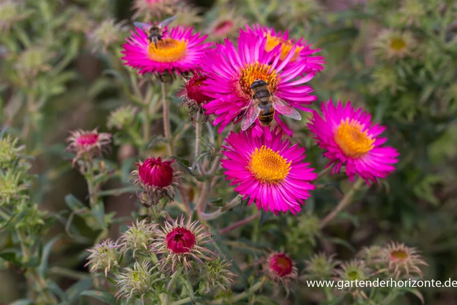 Raublatt-Aster 'Lachsglut' 9 x 9 cm Topf 0,5 Liter