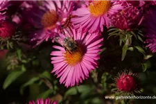 Raublatt-Aster 'Lachsglut' 9 x 9 cm Topf 0,5 Liter