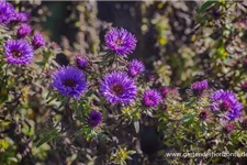 Raublatt-Aster 'Purple Dome' 9 x 9 cm Topf 0,5 Liter