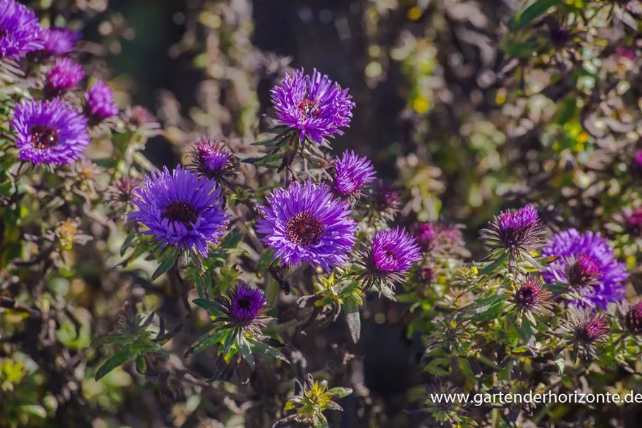 Raublatt-Aster 'Purple Dome' 9 x 9 cm Topf 0,5 Liter