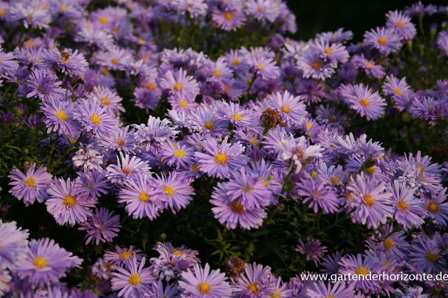 Kissen-Aster 'Prof Anton Kippenberg' 9 x 9 cm Topf 0,5 Liter