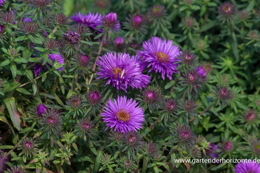 Raublatt-Aster 'Purple Dome' 9 x 9 cm Topf 0,5 Liter