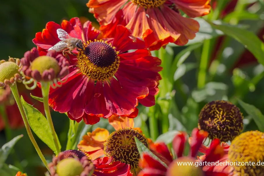 Sonnenbraut 'Mahagoni' 1 Liter Topf