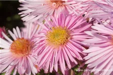 Raublatt-Aster 'Rosa Sieger' 9 x 9 cm Topf 0,5 Liter