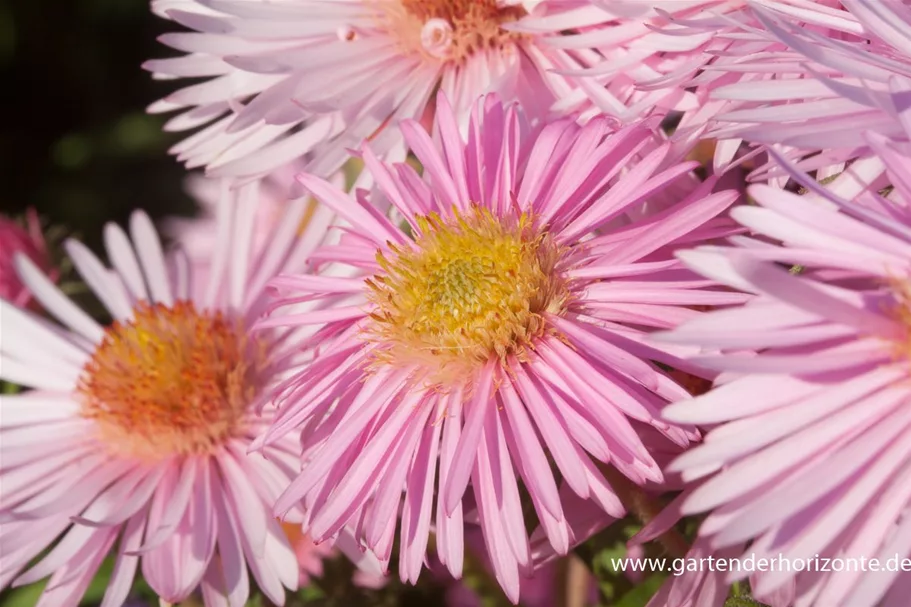 Raublatt-Aster 'Rosa Sieger' 9 x 9 cm Topf 0,5 Liter