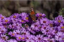 Kissen-Aster 'Rosenwichtel' 9 x 9 cm Topf 0,5 Liter