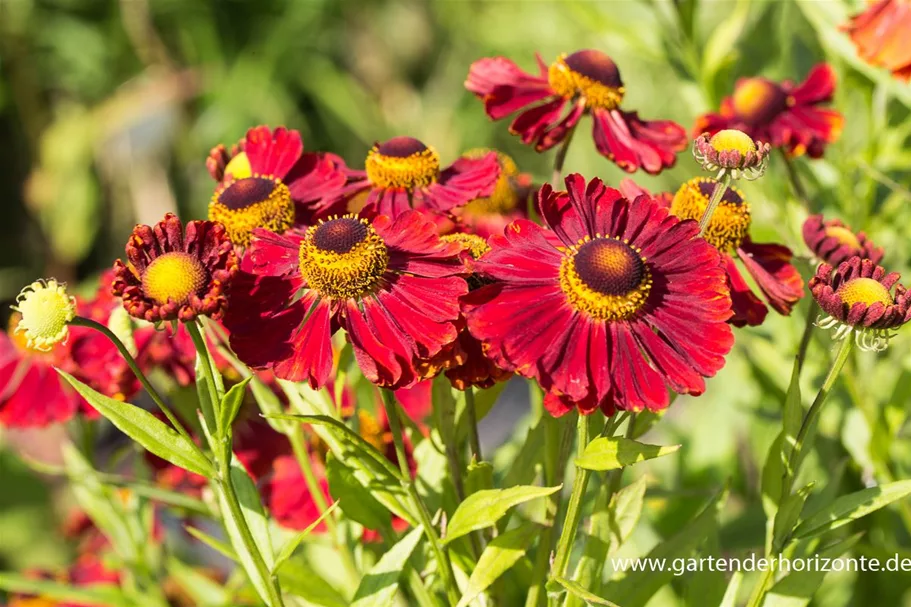 Sonnenbraut 'Mahagoni' 1 Liter Topf