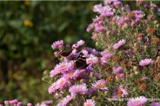 Raublatt-Aster 'Rosa Sieger' 9 x 9 cm Topf 0,5 Liter