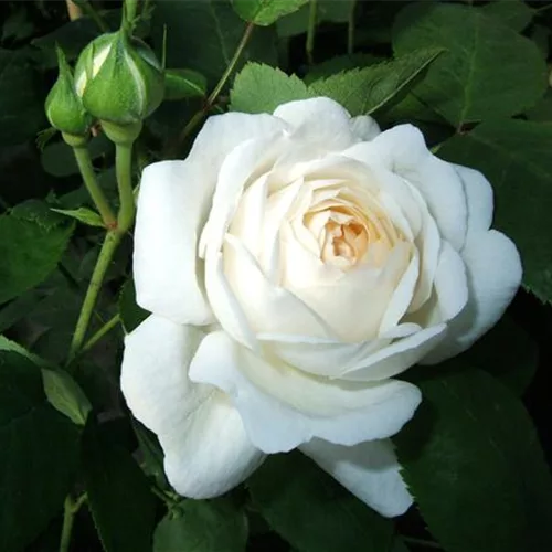 Strauchrose 'Winchester Cathedral'®