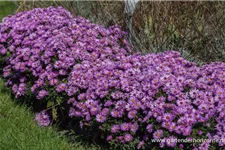 Kissen-Aster 'Rosenwichtel' 9 x 9 cm Topf 0,5 Liter