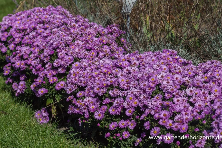 Kissen-Aster 'Rosenwichtel' 9 x 9 cm Topf 0,5 Liter