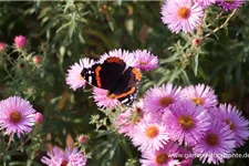 Raublatt-Aster 'Rosa Sieger' 9 x 9 cm Topf 0,5 Liter