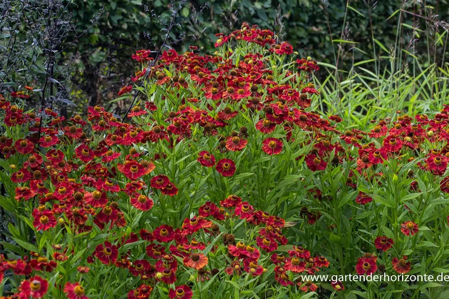 Sonnenbraut 'Mahagoni' 1 Liter Topf