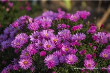 Kissen-Aster 'Rosenwichtel' 9 x 9 cm Topf 0,5 Liter