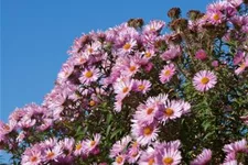 Raublatt-Aster 'Rosa Sieger' 9 x 9 cm Topf 0,5 Liter