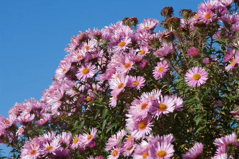 Raublatt-Aster 'Rosa Sieger' 9 x 9 cm Topf 0,5 Liter