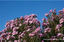 Raublatt-Aster 'Rosa Sieger' 9 x 9 cm Topf 0,5 Liter