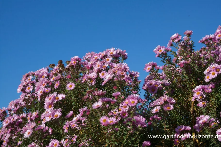 Raublatt-Aster 'Rosa Sieger' 9 x 9 cm Topf 0,5 Liter