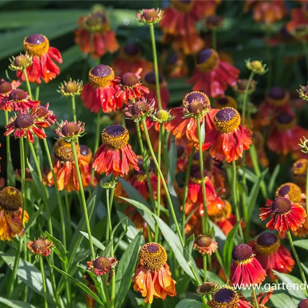 Sonnenbraut 'Moerheim Beauty'