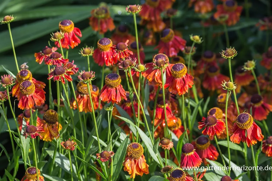 Sonnenbraut 'Moerheim Beauty' 1 Liter Topf