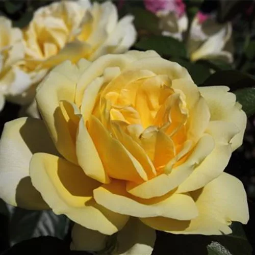 Edelrose 'Winter Sun'®