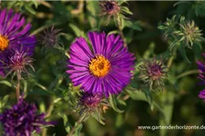 Raublatt-Aster 'Violetta' 0,5 Liter Topf