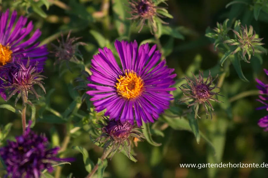 Raublatt-Aster 'Violetta' 0,5 Liter Topf