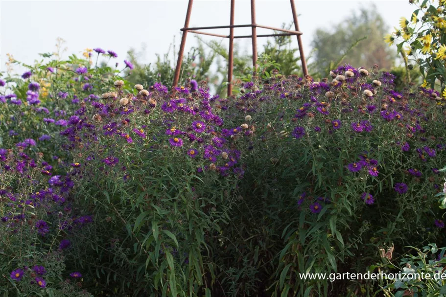 Raublatt-Aster 'Violetta' 0,5 Liter Topf