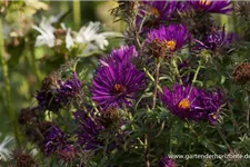 Raublatt-Aster 'Violetta' 0,5 Liter Topf