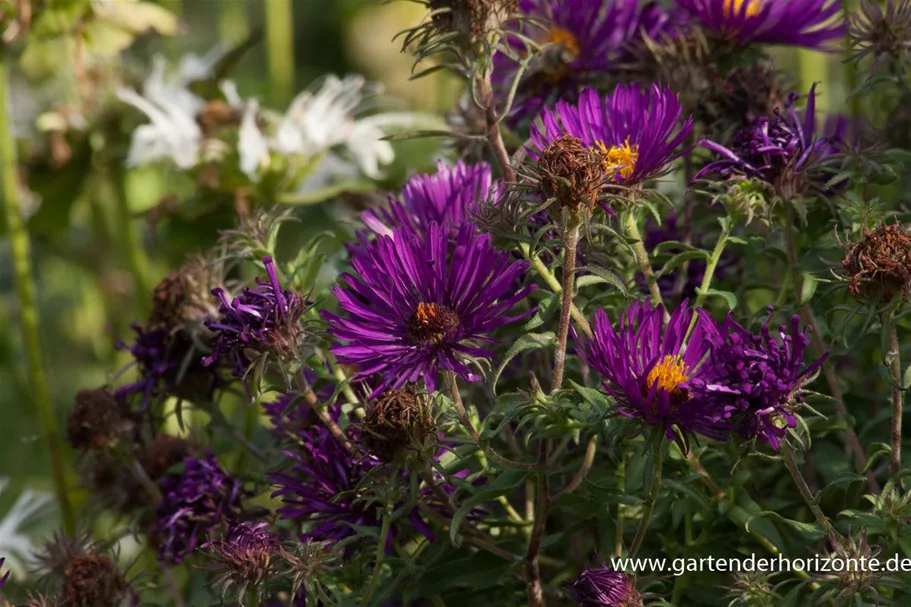 Raublatt-Aster 'Violetta' 0,5 Liter Topf