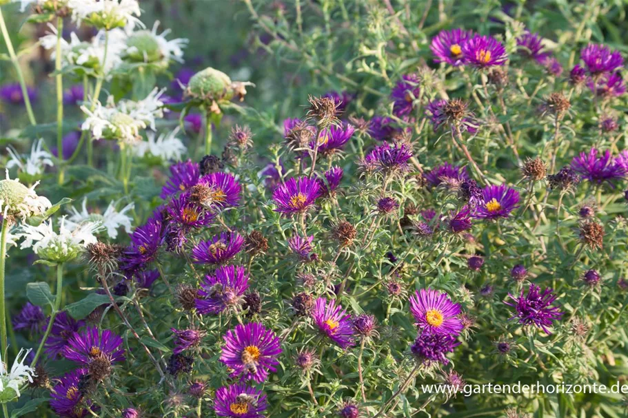 Raublatt-Aster 'Violetta' 0,5 Liter Topf