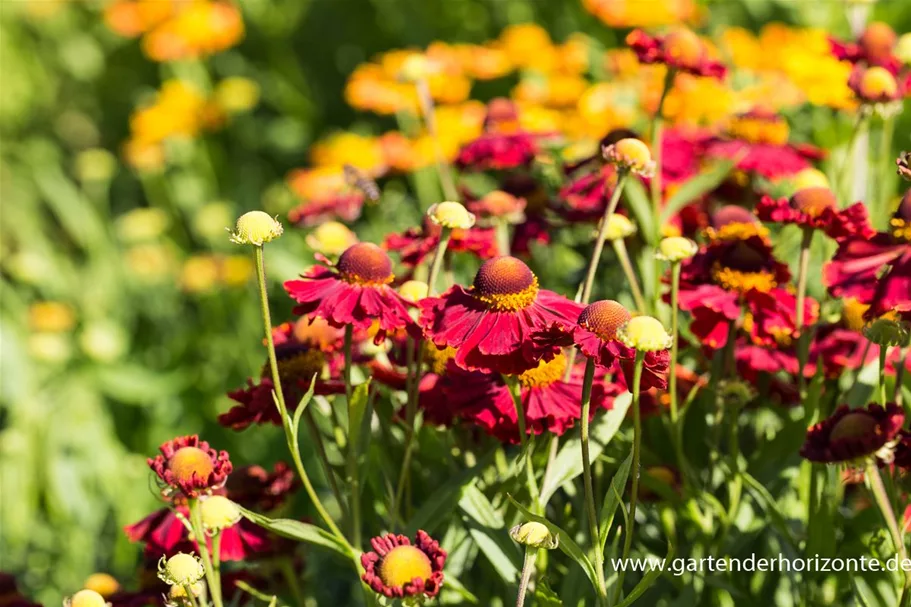 Sonnenbraut 'Rubinkuppel' 1 Liter Topf