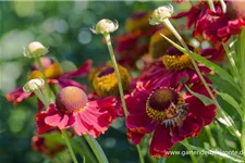 Sonnenbraut 'Rubinkuppel' 1 Liter Topf