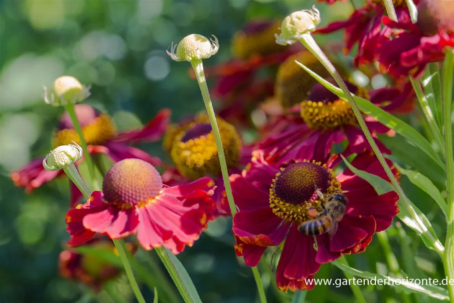 Sonnenbraut 'Rubinkuppel' 1 Liter Topf