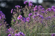 Raublatt-Aster 'W. Bowmann' 9 x 9 cm Topf 0,5 Liter